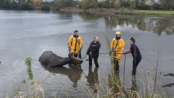 Fire crews save horse trapped in mud at McHenry farm
