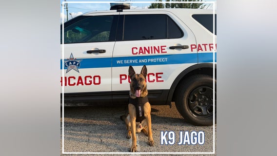 Five Chicago police K9s receive new protective vests