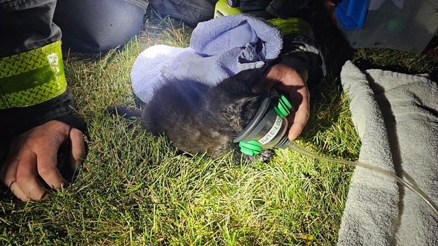 Firefighters rescue kitten after Orland Park apartment fire