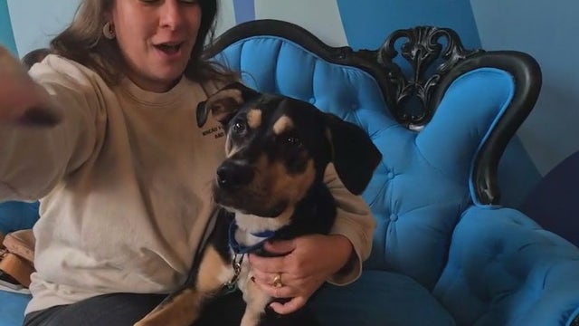 Chicago nonprofits unite to help families feed pets amid SNAP cuts