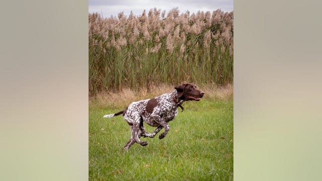 Paws on duty: Cook County Sheriff’s Bomb Squad welcomes K9 Riz