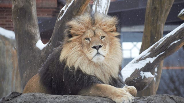 Chicago's first snowfall causes chaos and a lion's delight