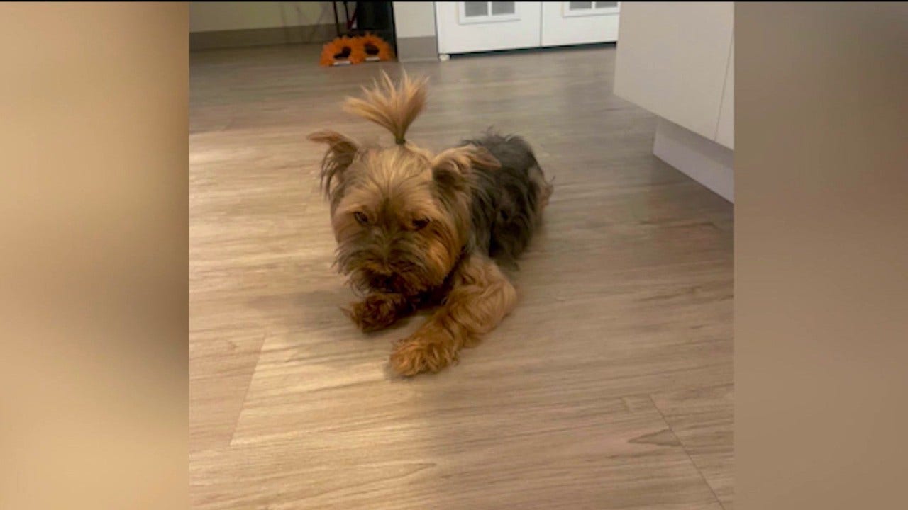CHA responds after Yorkie killed in Lincoln Park apartment dog attack