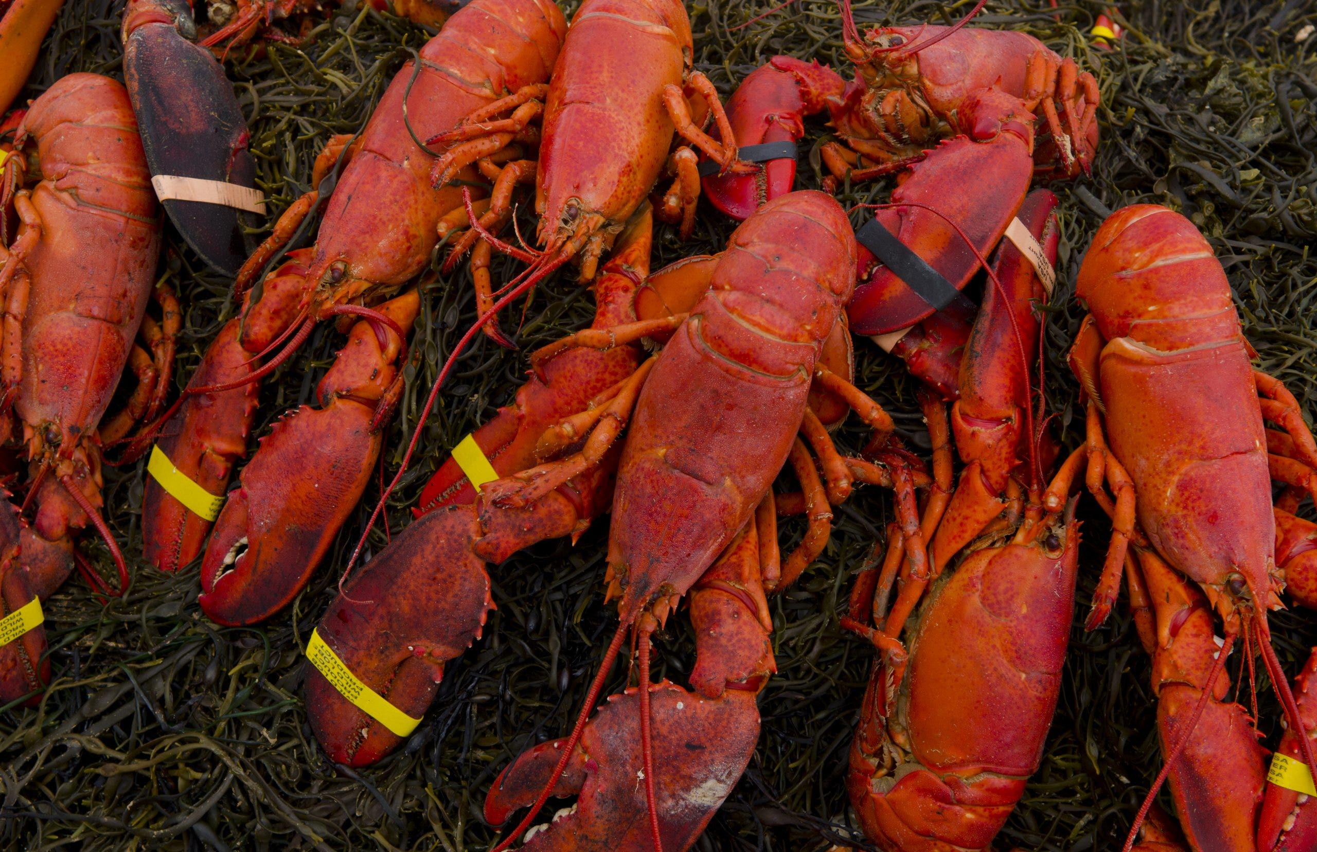 $400K lobster shipment hijacked en route to Illinois Costco locations