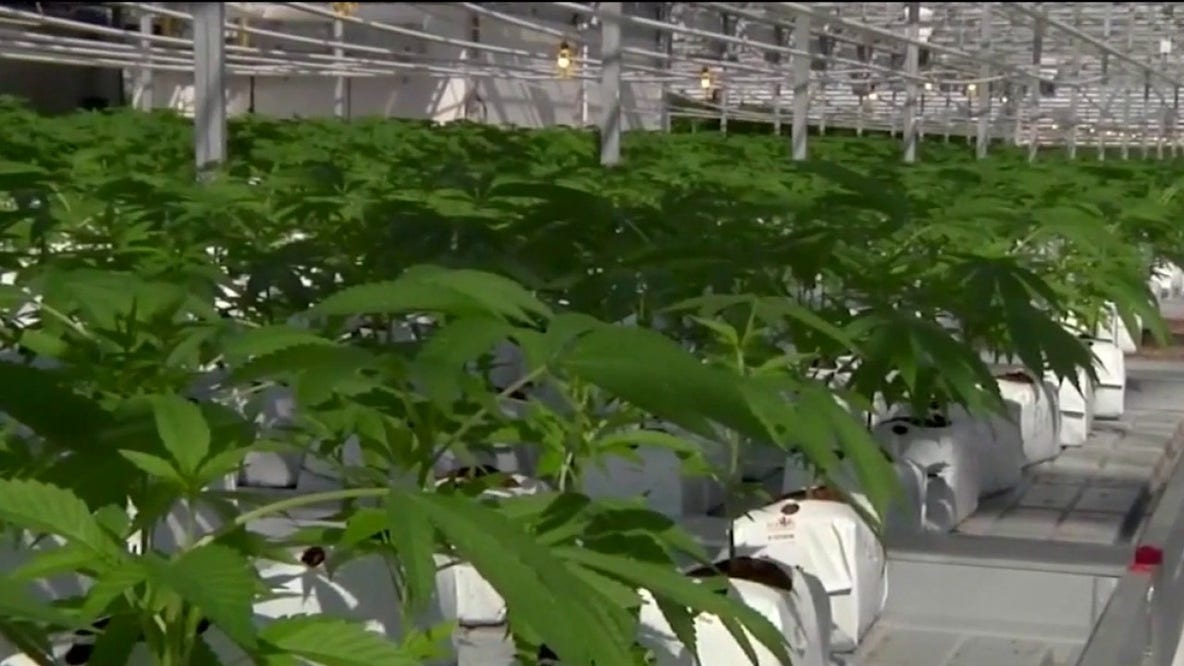 Trump reclassifies marijuana, marking first major federal shift in decades