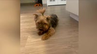 CHA responds after Yorkie killed in apartment dog attack
