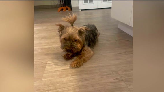 CHA responds after Yorkie killed in Lincoln Park apartment dog attack