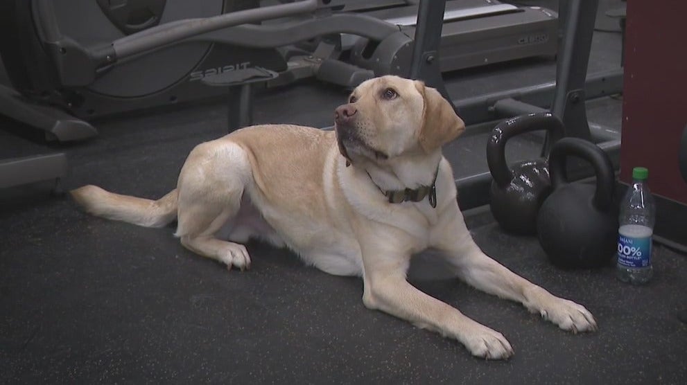 How a Cook County K9 helps uncover hidden tech evidence in child exploitation cases