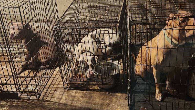 Cook County police seize 18 dogs, guns, crossbow, in suburban drug bust