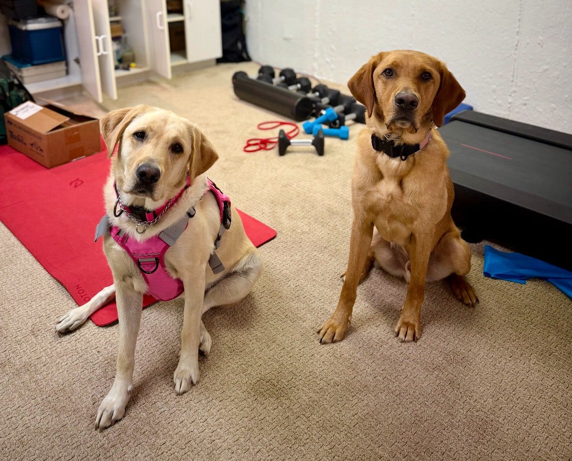 Electronic Detection K9s aid in child pornography arrest in Antioch: officials