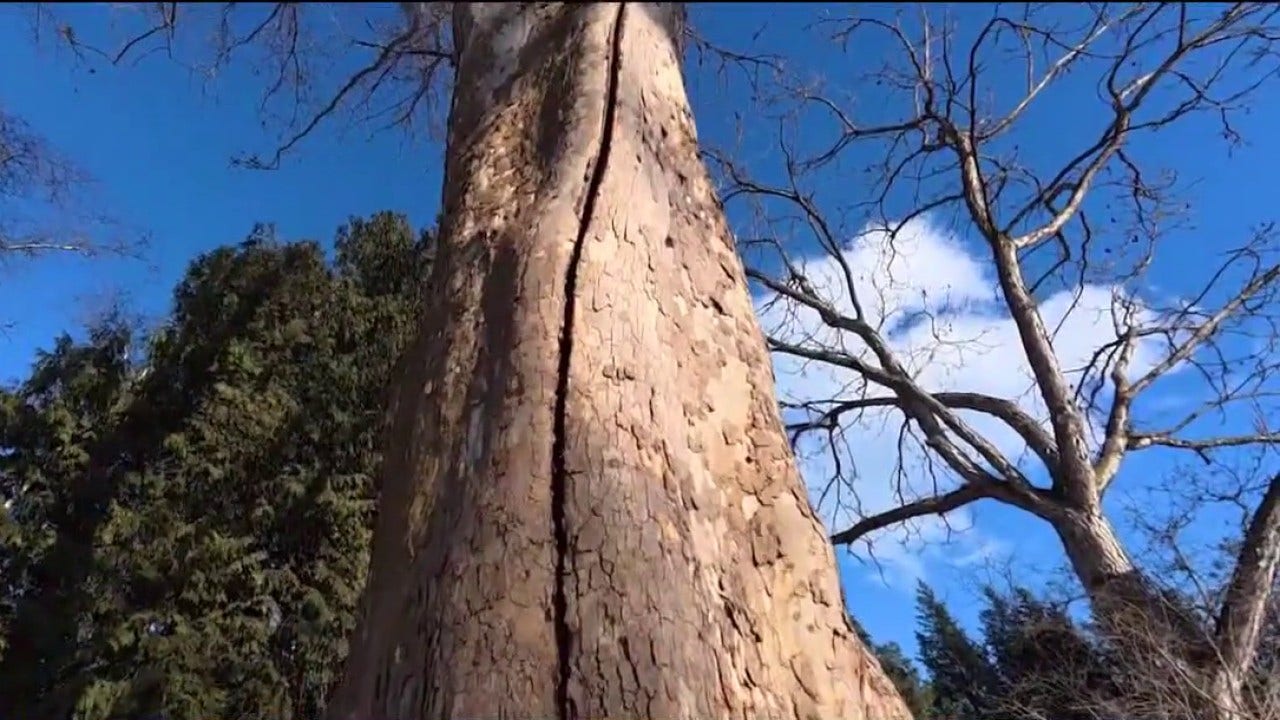 What’s causing 'exploding trees' in the Chicago area?