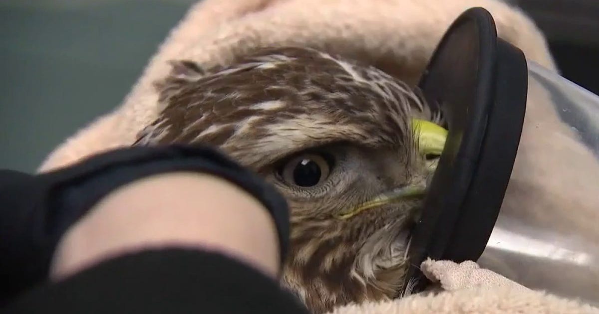 Popular DuPage County wildlife hospital, visitor center reopens after major renovation