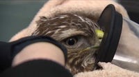 Popular DuPage County wildlife hospital, visitor center reopens after major renovation