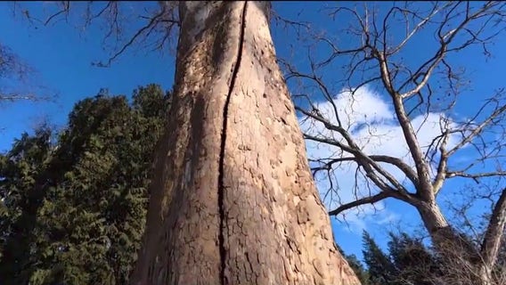 What’s causing 'exploding trees' in the Chicago area?