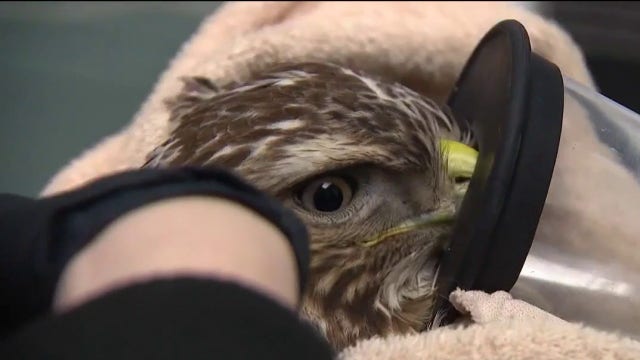 Popular DuPage County wildlife hospital, visitor center reopens after major renovation