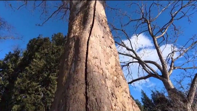 What’s causing 'exploding trees' in the Chicago area?