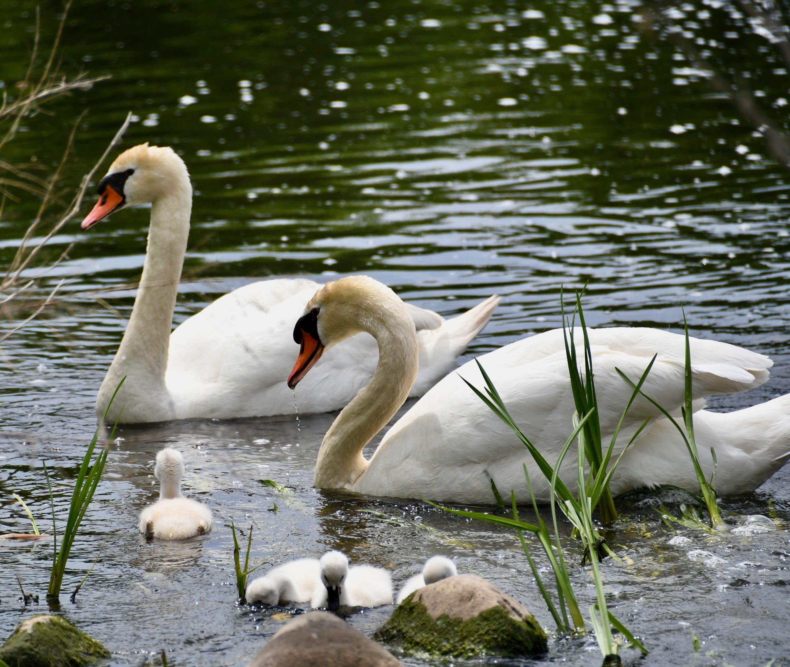Suburban nature center announces the death of beloved swan