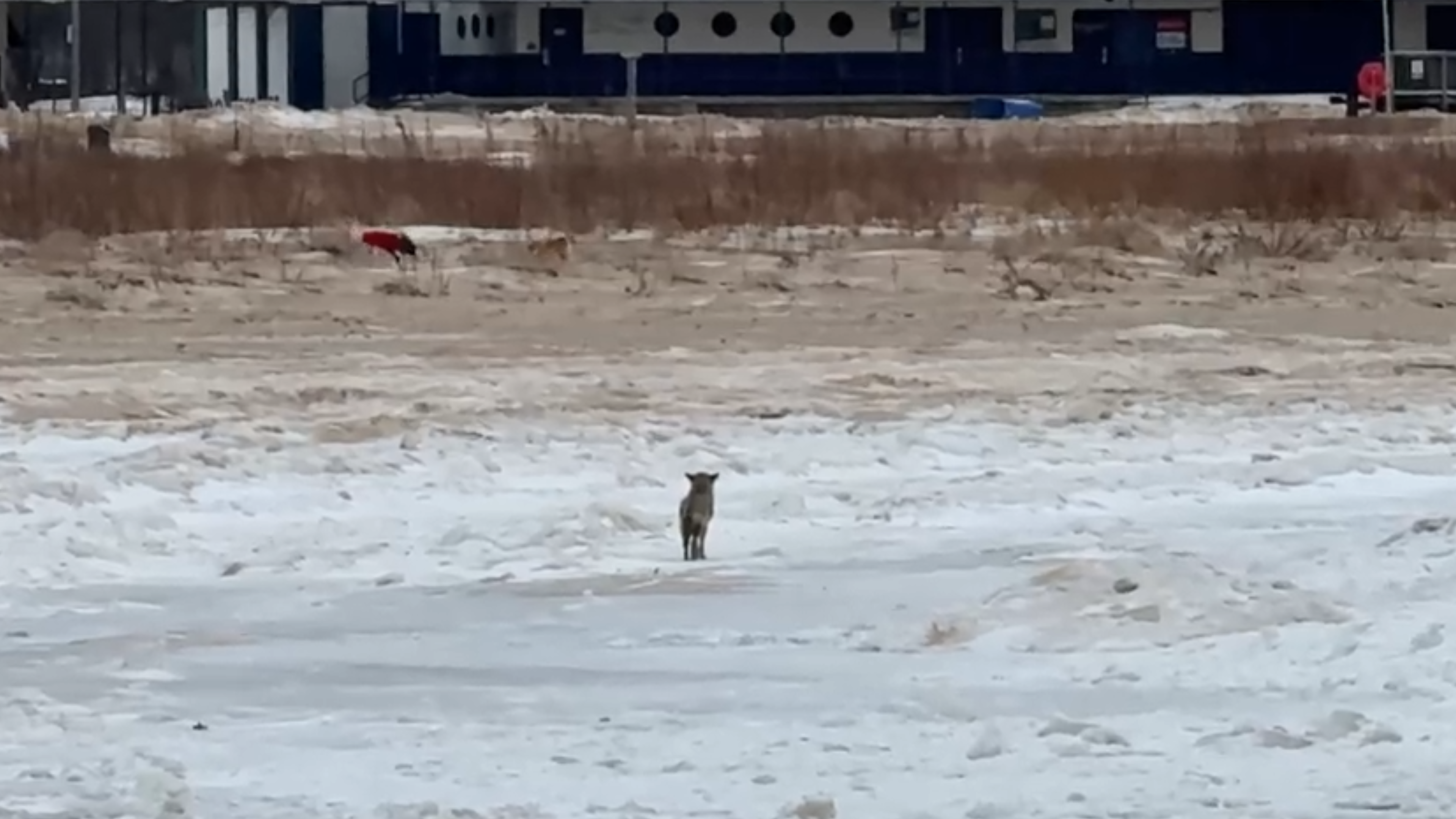 WATCH: Coyote eyes off-leash dogs at Montrose Beach