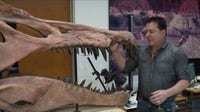 Chicago paleontologist discovers new dinosaur species in Sahara Desert