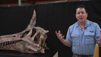 New Spinosaurus species to debut at Chicago Children’s Museum