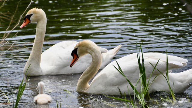 Suburban nature center announces the death of beloved swan
