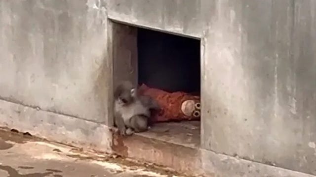 Orphaned baby monkey finds comfort in stuffed animal after being abandoned by mother at birth