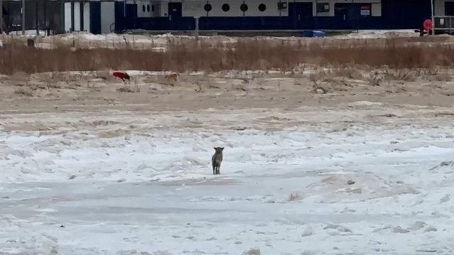 WATCH: Coyote eyes off-leash dogs at Montrose Beach