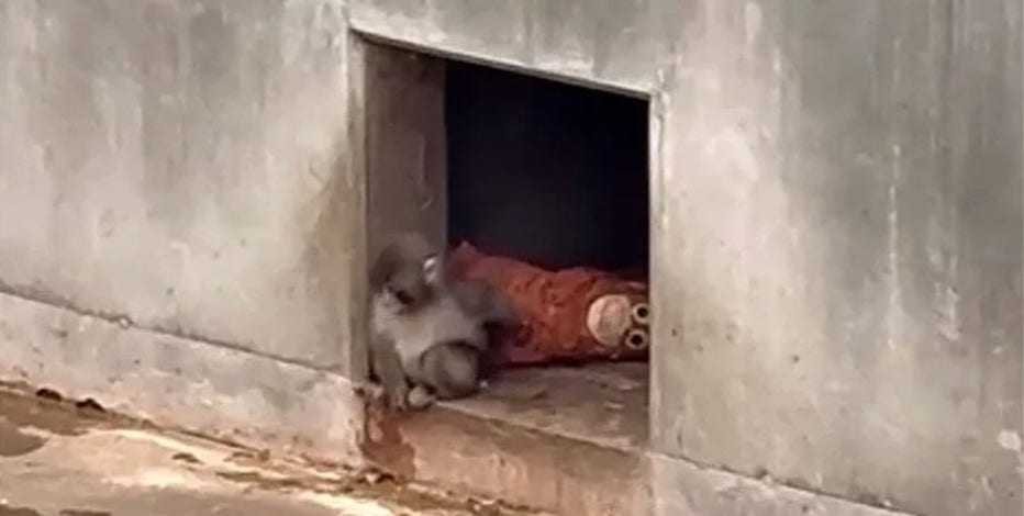 Orphaned baby monkey finds comfort in stuffed animal after being abandoned by mother at birth