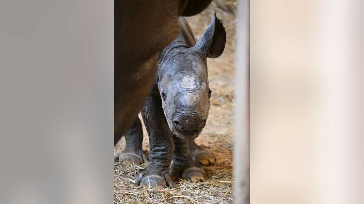 Endangered rhino calf born at Lincoln Park Zoo