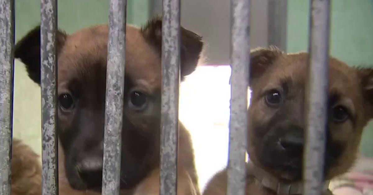 PAWS Chicago to take in 32 dogs following Los Angeles seizure