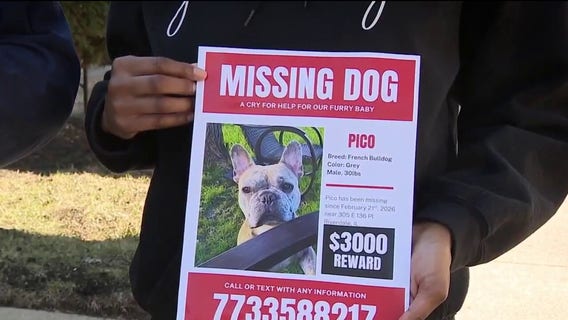Chicago family pleads for help after French bulldog stolen from backyard