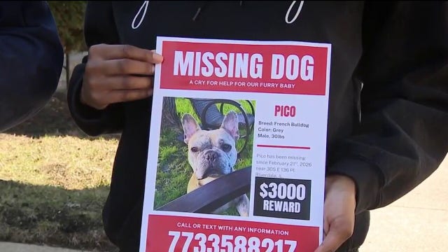Chicago family pleads for help after French bulldog stolen from backyard