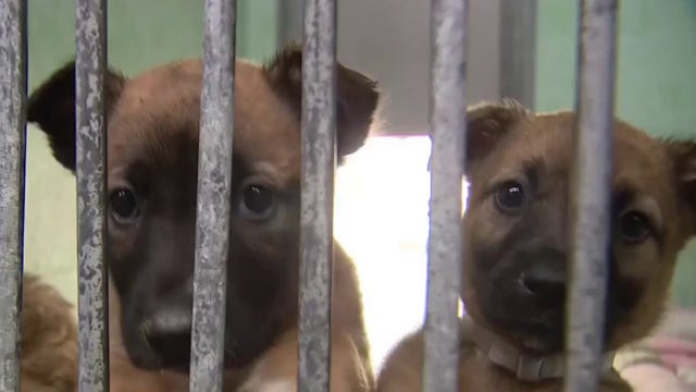 PAWS Chicago to take in 42 dogs following Los Angeles seizure