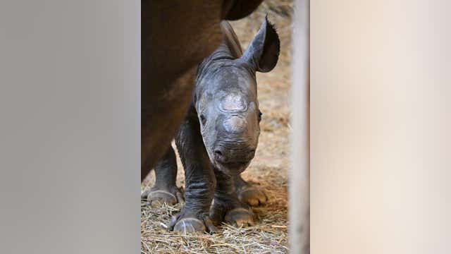 Endangered rhino calf born at Lincoln Park Zoo