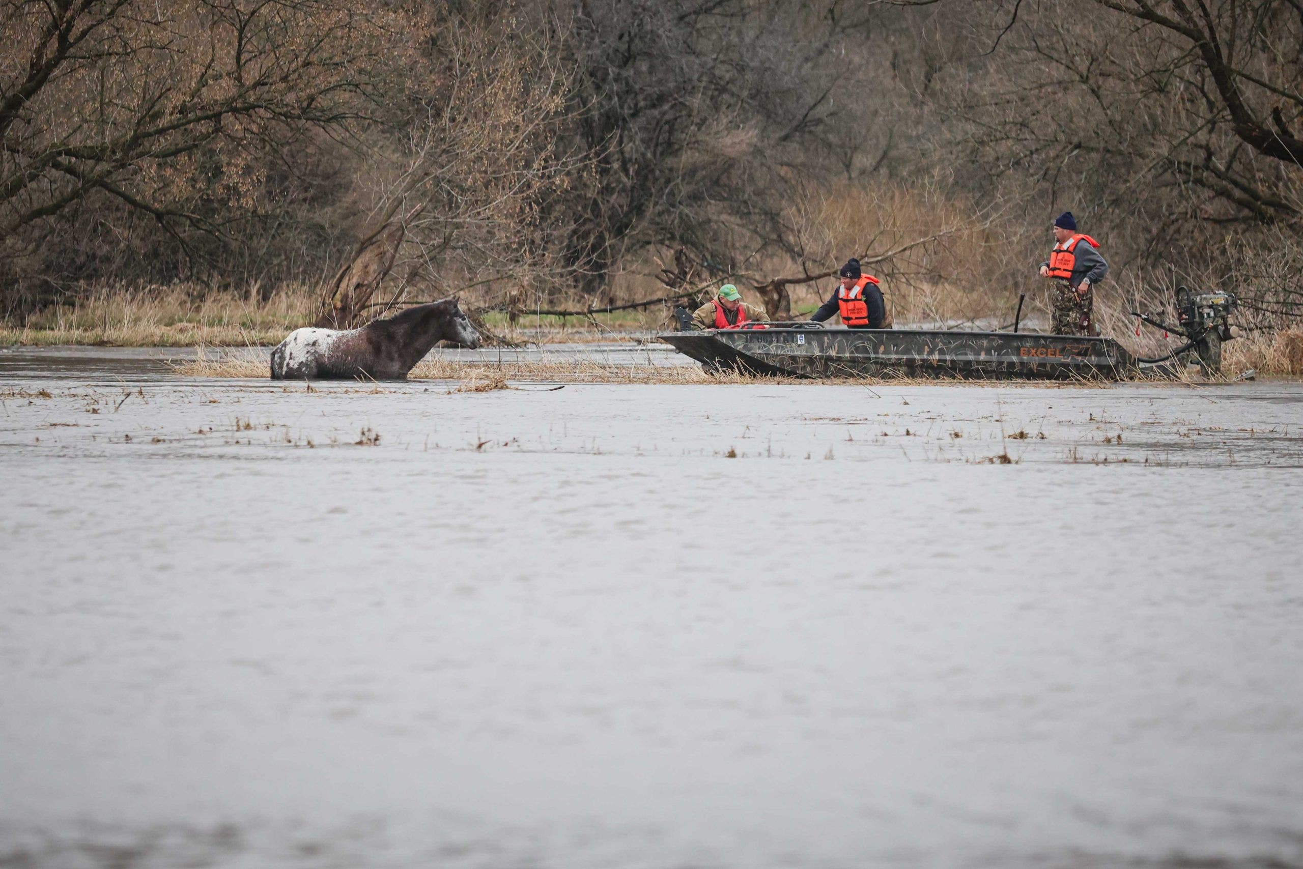 Horse rescued from floodwaters in Marengo after overnight storms: officials