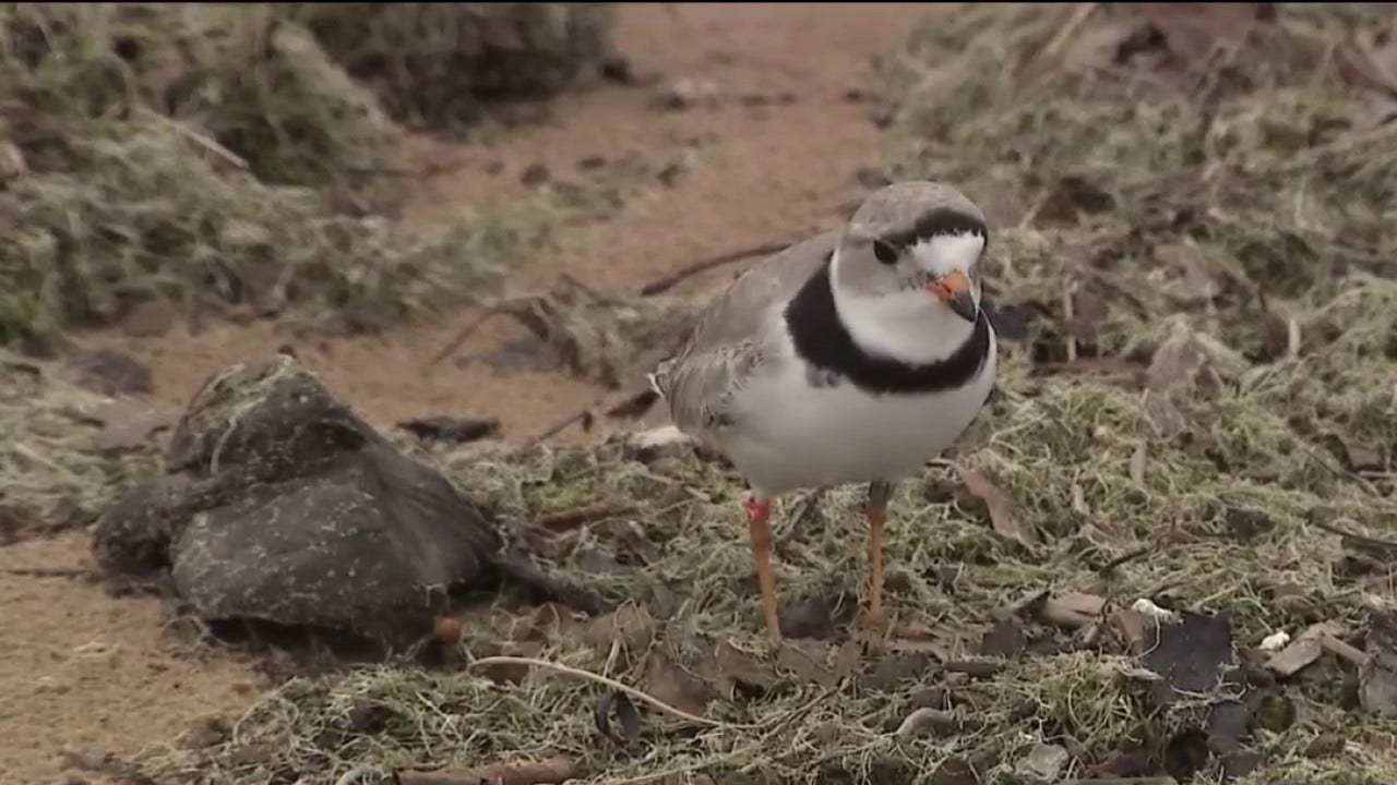 Chicago piping plovers return to Montrose Beach as Imani and Pippin search for mates