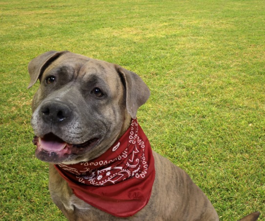 Paws and purpose: Cook County Sheriff’s program prepares dogs for adoption
