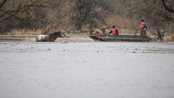 Horse returns home after flood rescue in Marengo after storms