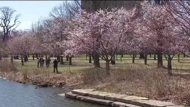 Cherry blossoms return to Chicago's Jackson Park for spring season