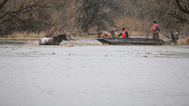 Horse rescued from floodwaters in Marengo after overnight storms: officials