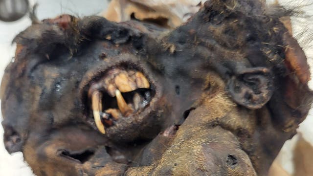 CBP seizes monkey carcass, 125 pounds of illegal meat at O’Hare