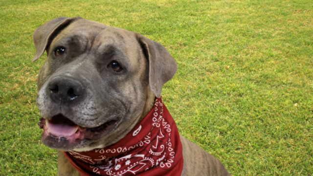Paws and purpose: Cook County Sheriff’s program prepares dogs for adoption