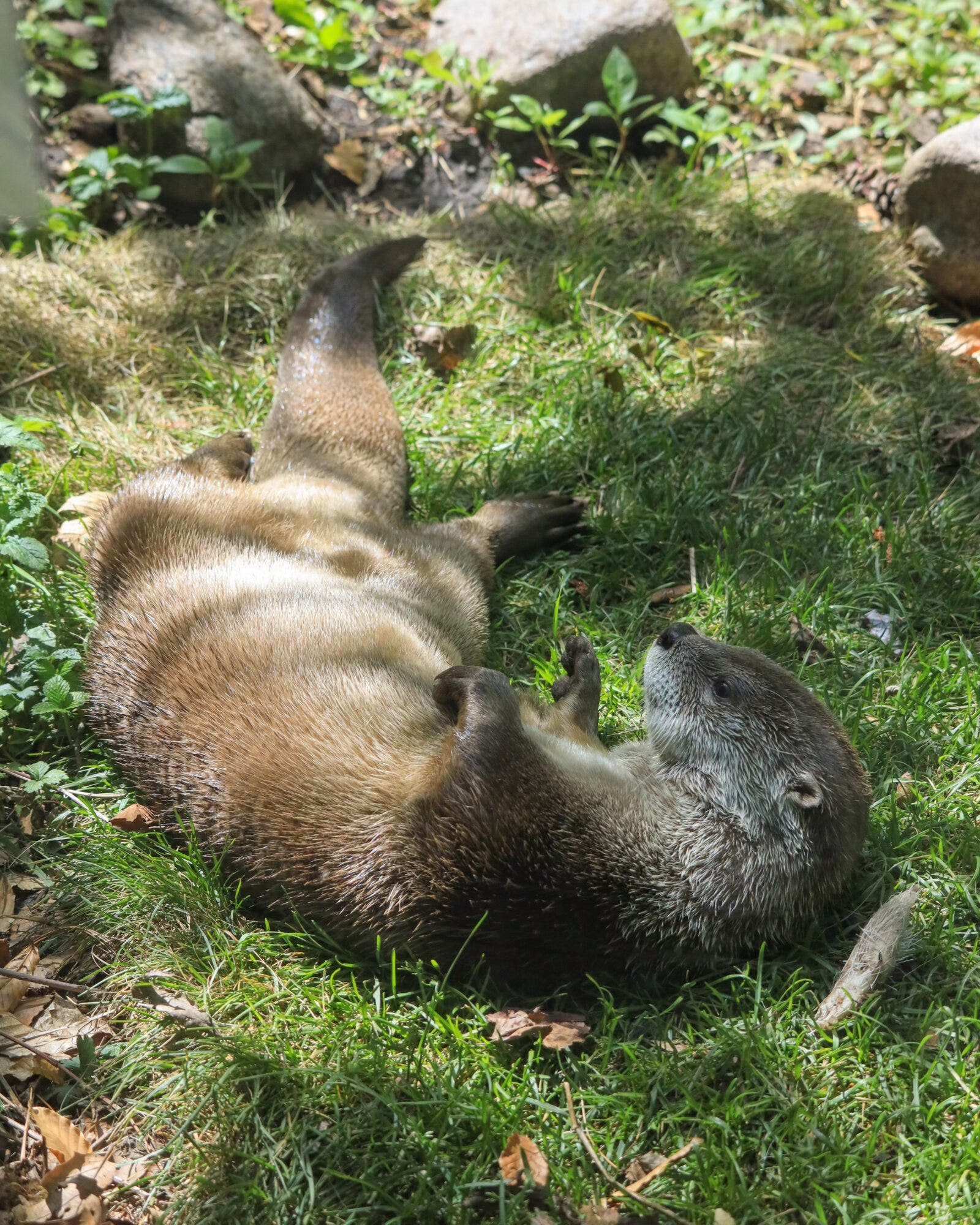 Otterly adorable: Lincoln Park Zoo welcomes playful new resident