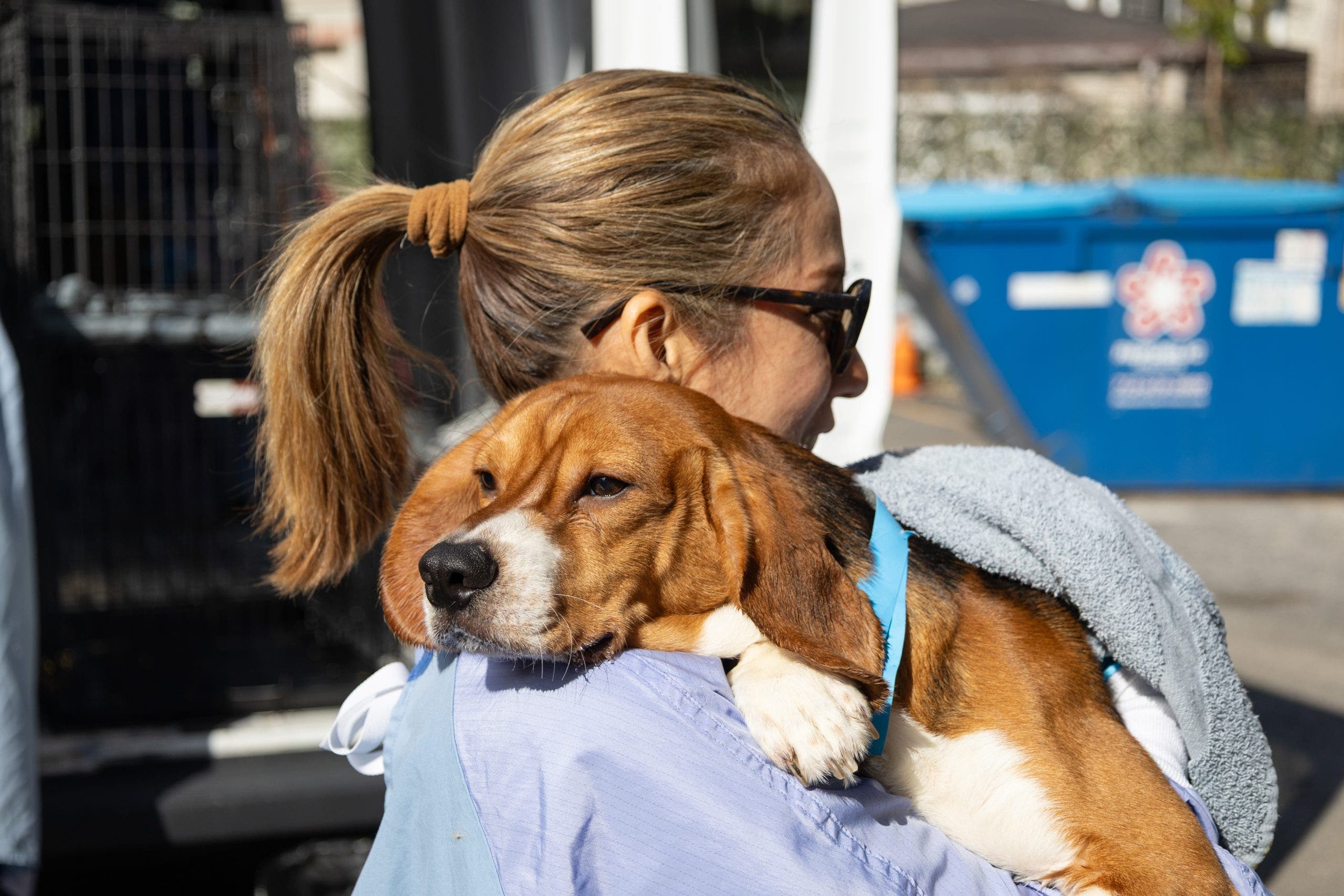 PAWS Chicago rescues 25 beagles from Wisconsin research facility