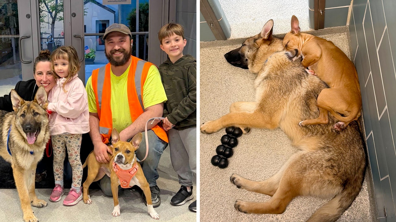 From Chicago rail yard to rescued: Inseparable dogs find their forever home together