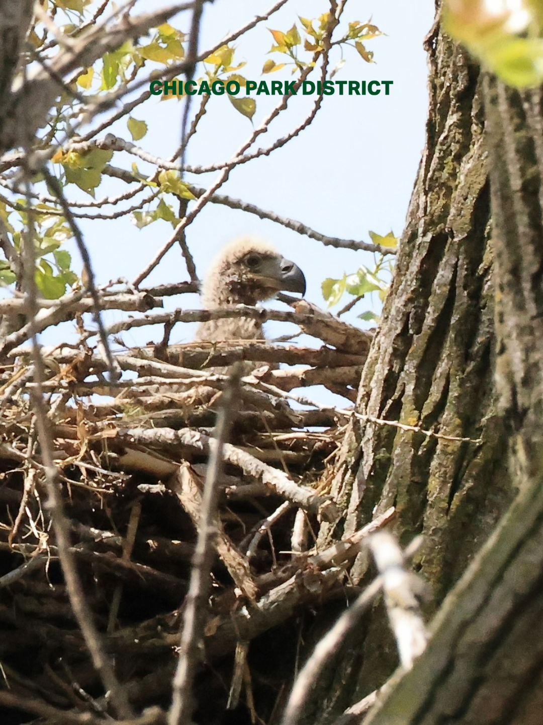 Two eaglets born in Chicago for the first time in over 100 years