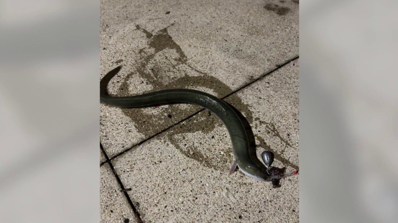 Rare American eel caught in Chicago River surprises local fishermen