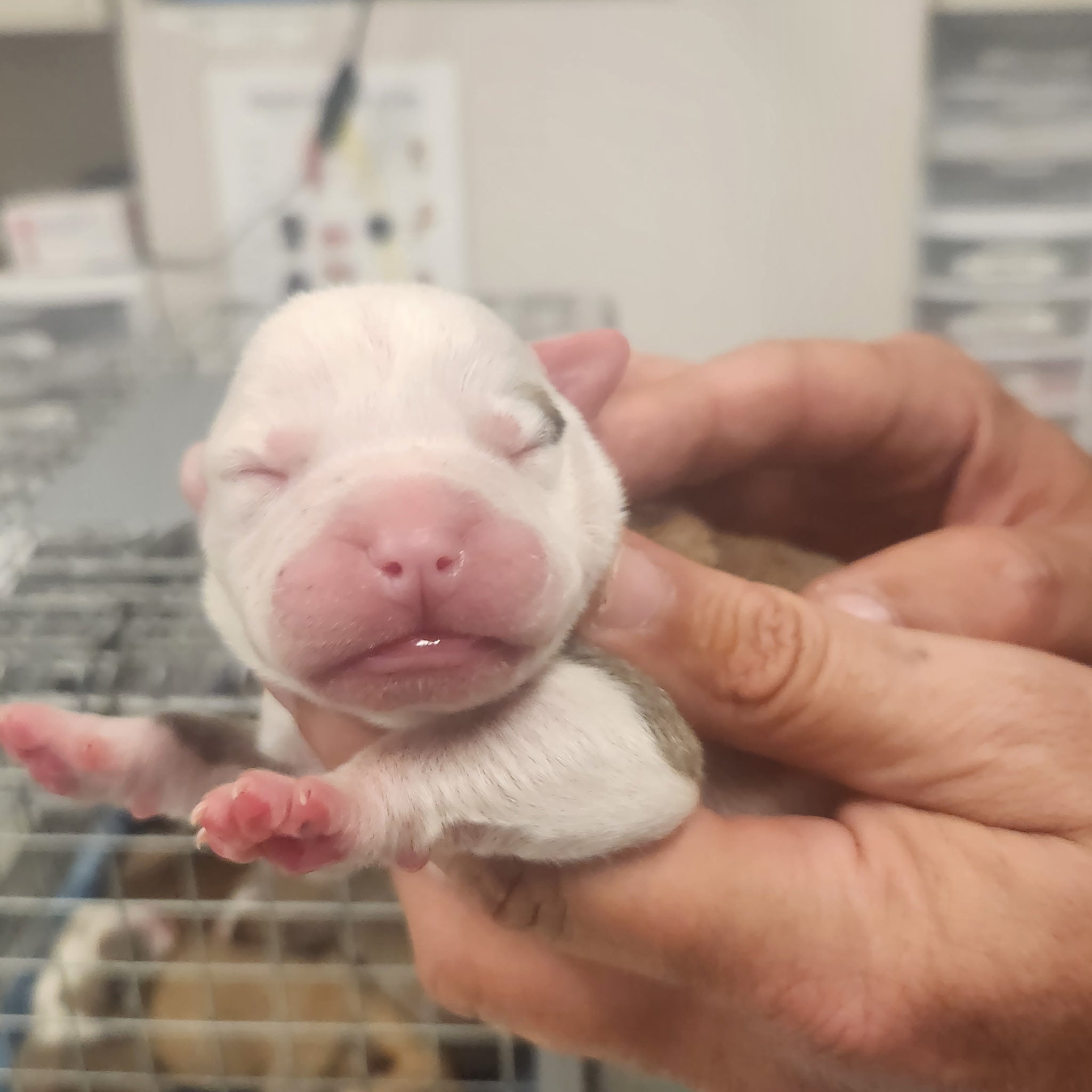 12 puppies, 2 adult dogs rescued after being abandoned in Harvey: Cook County Sheriff