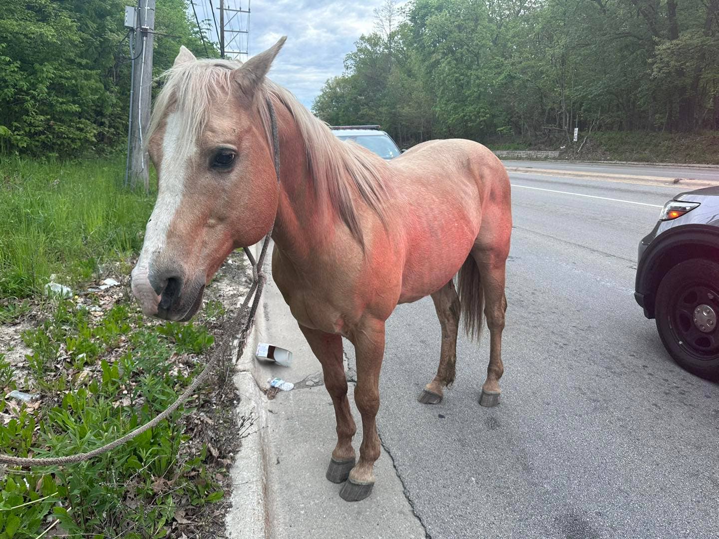 Police in Chicago suburb search for owner of horse found wandering