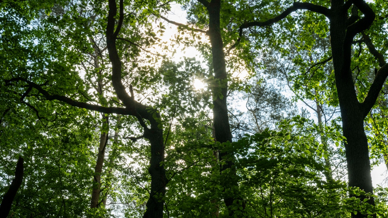 Boy, 17, found dead in Chicago-area forest preserve